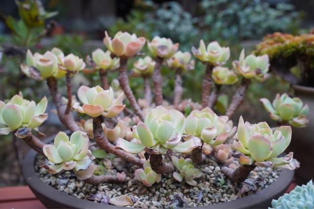 养多肉,开直播,网红法师在寺院里种满了多肉植物