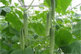 亩产1万斤，这种瓜开花后8天即可采收，四季均可栽培图片