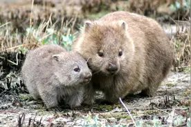 我很懒，但是我每天可以拉100个方形便便图片