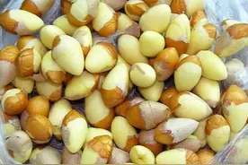 9月将成熟，掉得到处都是，有人说大补，有人说有毒，白果能吃吗图片