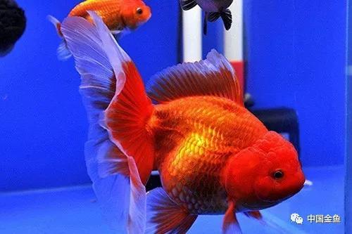 金鱼鱼鳞下面有血斑怎么办