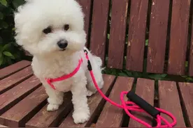 分享一下养比熊的心得吧～图片