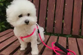 分享一下养比熊的心得吧～图片