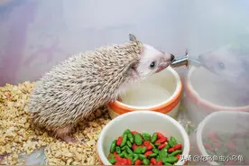 适合室内养的50种动物有哪些图片