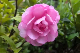 我是小姑子，因为反对哥嫂生二胎，好几年没有回娘家了图片