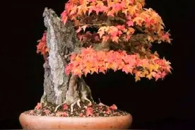精美有趣的三角槭盆景，造型养护有方法，盆盆都是观赏佳品图片