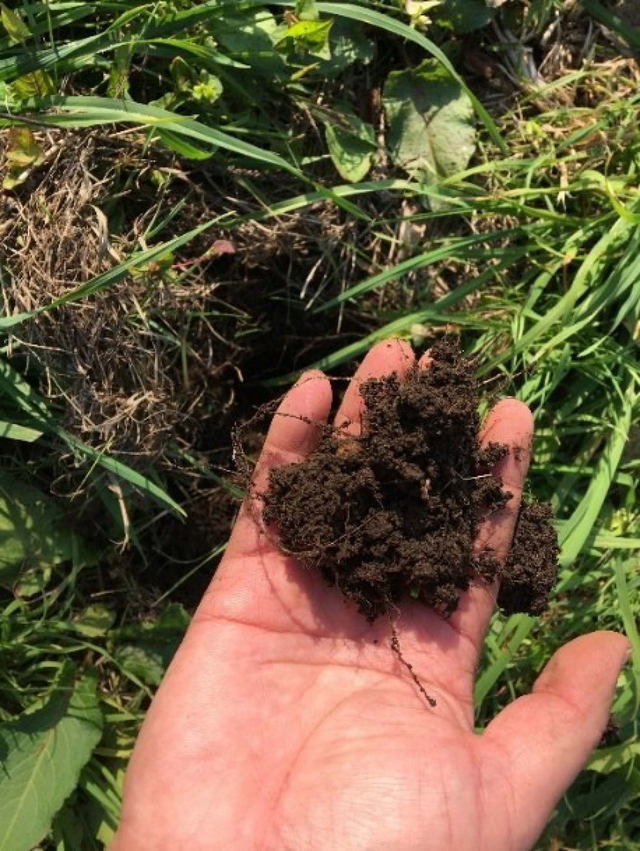 为什么有机果园一定要生草