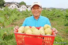 @嗜甜者：台湾释迦果在梅州引种成功，来这里可以体验采摘乐趣图片