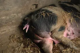 猪场刚产的仔猪，站不起来，养猪人应该怎么处理？图片