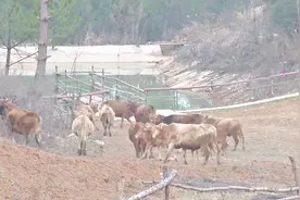 在农村建千亩牧场，观光式养牛卖出超高价，一斤60块利润翻了番！视频封面