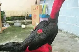 男子养6只“战斗鸡”被偷，每天训练其撕咬能力，吃鲜肉喂钙片，小偷：一只好几千图片