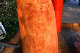印度奇特的“水果”俗称根菜，却没人知道长啥样，今天有答案了图片