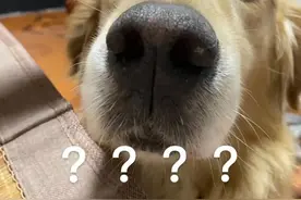 重庆新建一批学校，有你家附近的吗？图片