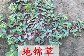 这种草叫地锦草，古代是珍贵药材，现代却成农田杂草，你见过吗？图片