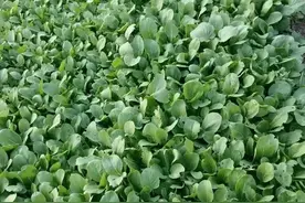 小青菜种植正当时，你知道速成小青菜的技巧吗？我告诉你如何做图片