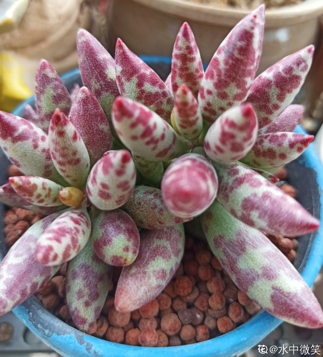 梅花鹿:晚霞之舞:三文鱼:女雏:丝绸面纱:新花月锦:暗冰:粉蓝鸟:果冻