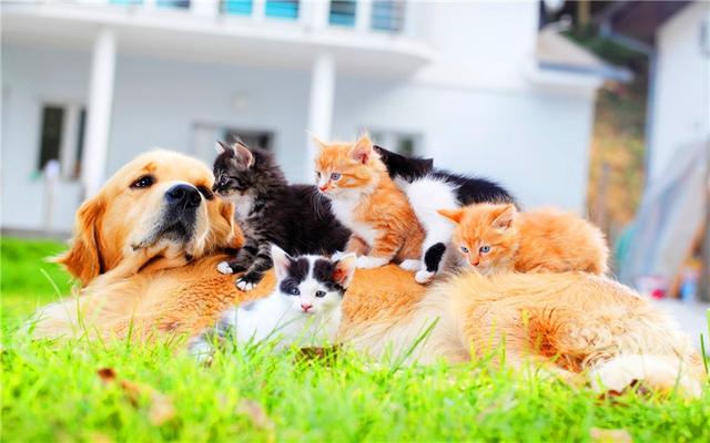 ĿǰͶ��3��Ԫ��������Щ�Ƚ����ף����Զ��ڻر��Ĵ�ҵ��Ŀ��