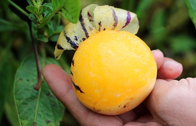 人参果什么味道（这水果因西游记而走红）