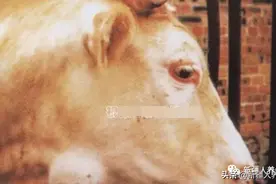 牛体外长脓肿怎么办？图片
