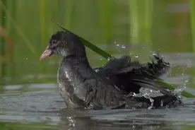 会游泳的鸡颜值有多高？据说丑行里可以找到它…图片