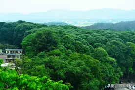 神秘的广西富川“金丝楠村”：全村230人金丝楠132亩4000余株图片