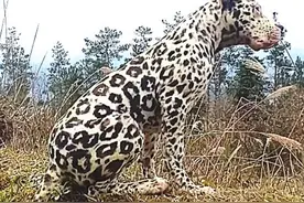 大爷挖笋撞见一只豹子，以为死定了，对方一声吠叫，发现破绽图片