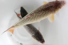 黄河钓获百斤大鲤鱼，那水深百米的小浪底水库，最大的鱼是什么鱼图片