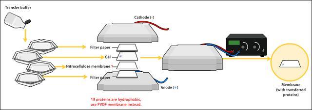 生物科研狗必备技能之~Western Blot