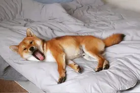 狗狗为什么喜欢和主人睡？离不开这6个原因图片