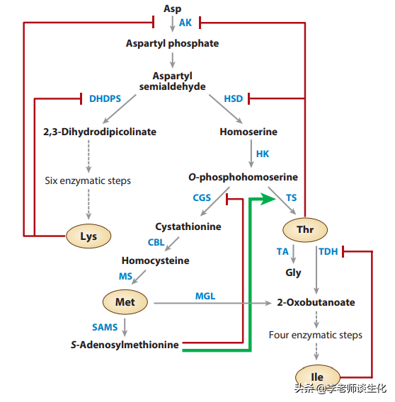 氨基酸的合成与必需氨基酸（一）
