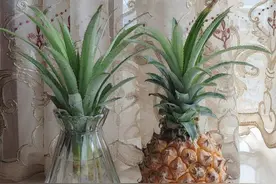 菠萝叶盆景图片