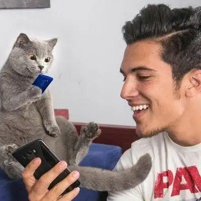 英国短毛猫丨蓝猫