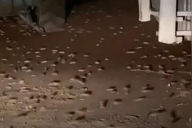 澳大利亚爆发40年来最严重的鼠灾，为何决不能放1000只猫来灭鼠？图片