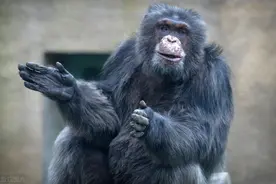 27打7！黑猩猩战胜，吃掉大猩猩幼崽！温情黑猩猩，到底有多狠？图片