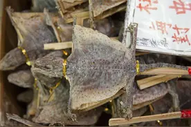 让人金枪不倒，蛤蚧资源濒临枯竭图片