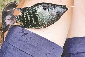 有人在香蜜湖钓到绿色“怪鱼”专家辨认后说出其来历图片