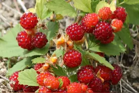 有种野果叫蛇莓，比草莓还好吃，大人却说不能吃，为啥？图片