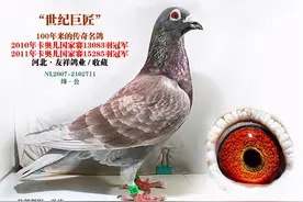 绛色鸽的遗传规律图片