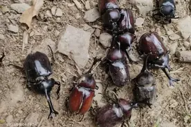 农村有种昆虫数量极少，现一只能卖上百元？图片