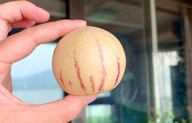 人参果什么味道（这水果因西游记而走红）