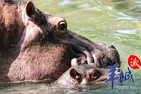 这个新生宝宝好犀利，大秀水底闭气吃奶绝技视频封面