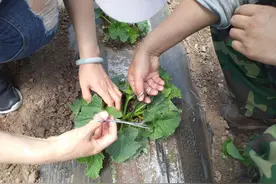 地爬甜瓜留果，选子蔓还是孙蔓？合理整枝要把握1规律2因素图片