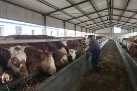 2021年养牛的利润和成本（1）养10头牛的成本是多少？图片