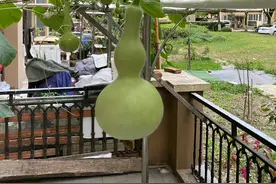 葫芦娃葫芦娃图片