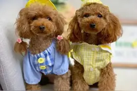 为什么狗狗交配之后，第一时间转头就跑呢？图片