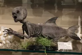 斐济美人鱼：19世纪最大的骗局，纽约700万人为其疯狂图片