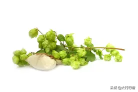 绿色精灵居然是这种蔬菜！空心菜有着你不知道的故事图片