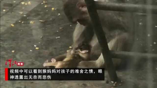 九个震撼人心的真实故事：动物母爱不输人类，看得人落泪