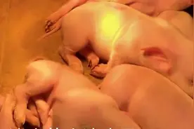 聊一聊如何给刚出生的仔猪，断尾、补铁、防球虫？图片