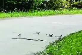 黑龙江省绥阳林业局 4只灰喜鹊合力战蝮蛇图片